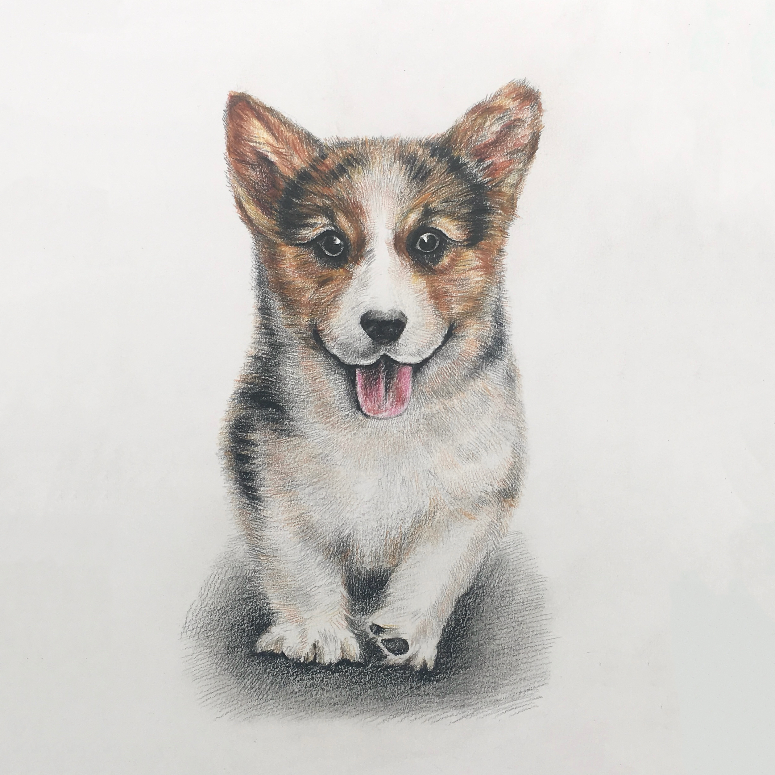Colored pencil dog drawing